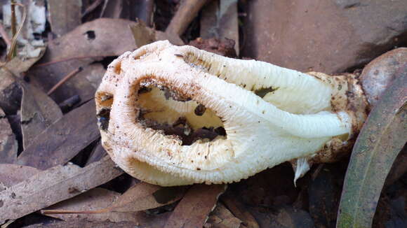 Image of Clathrus transvaalensis Eicker & D. A. Reid 1990