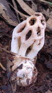 Image of Clathrus transvaalensis Eicker & D. A. Reid 1990