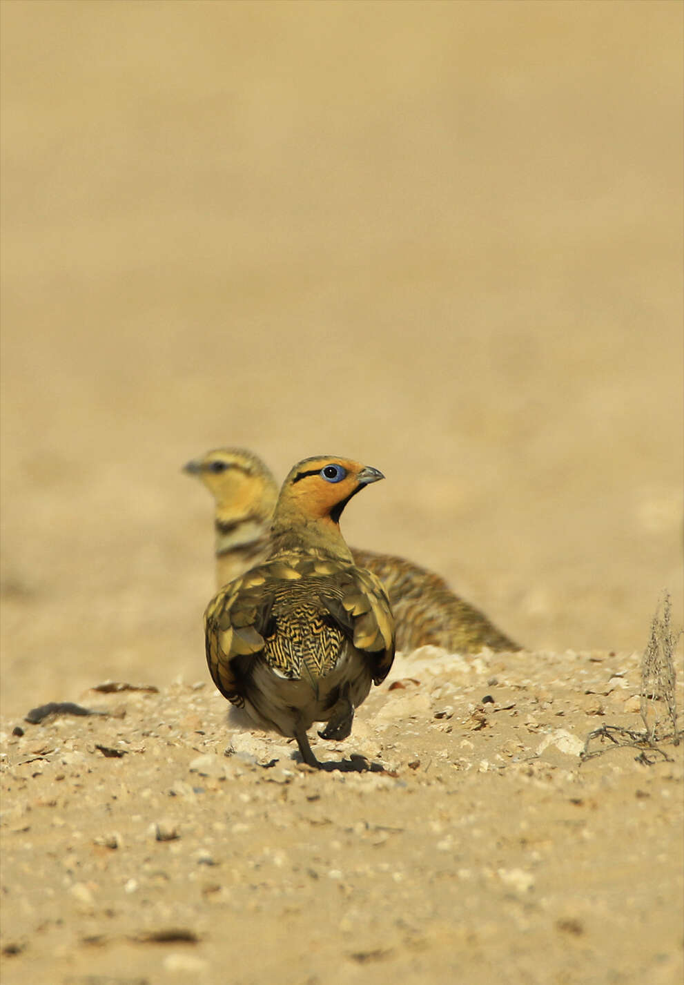 Image of Pin-tailed Sandgrouse