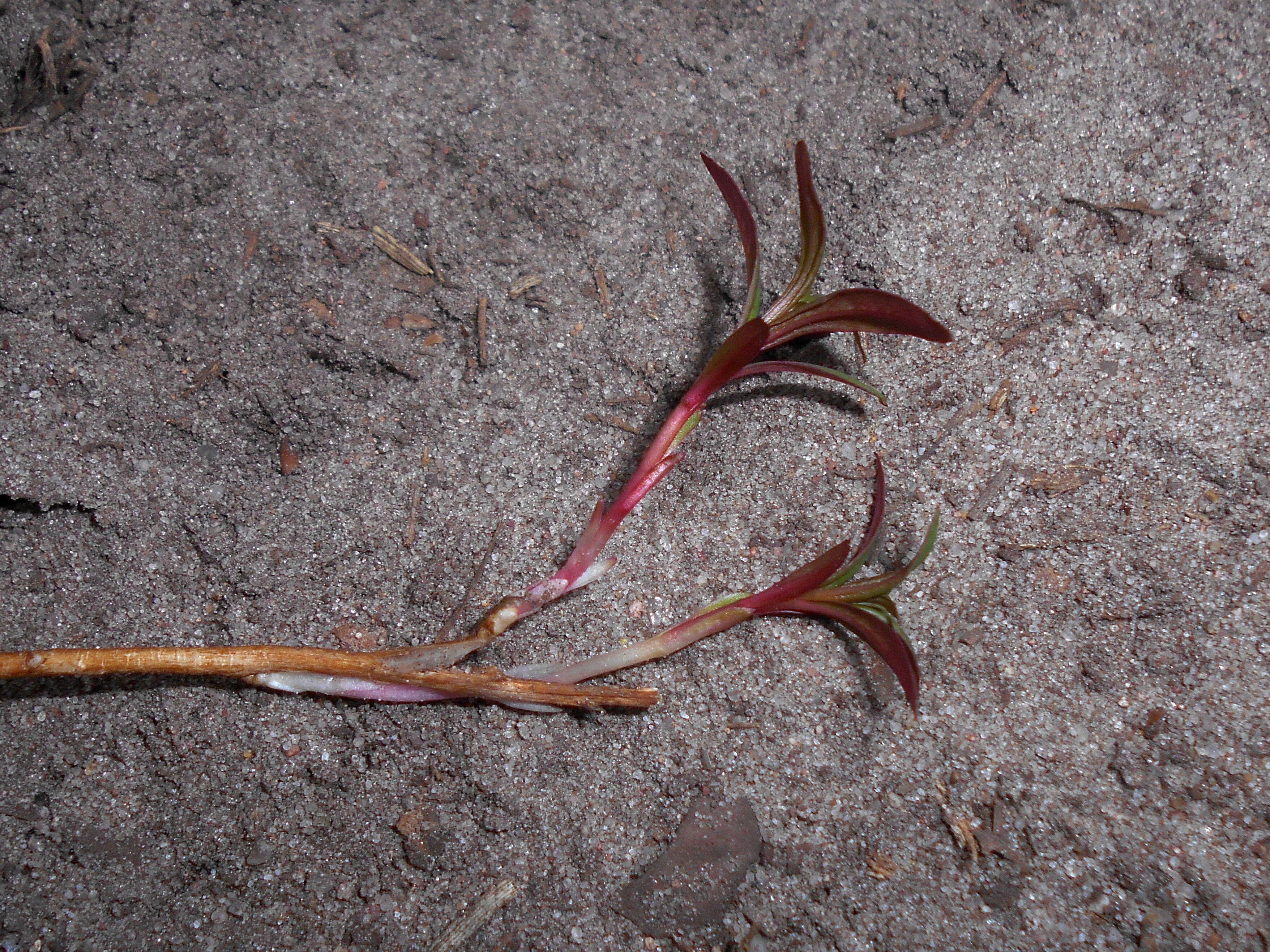 Image of Narrow-Leaf Fireweed