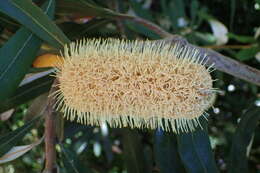 Imagem de Banksia integrifolia L. fil.