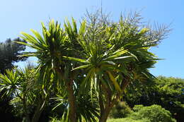 Image of Cordyline obtecta (Graham) Baker