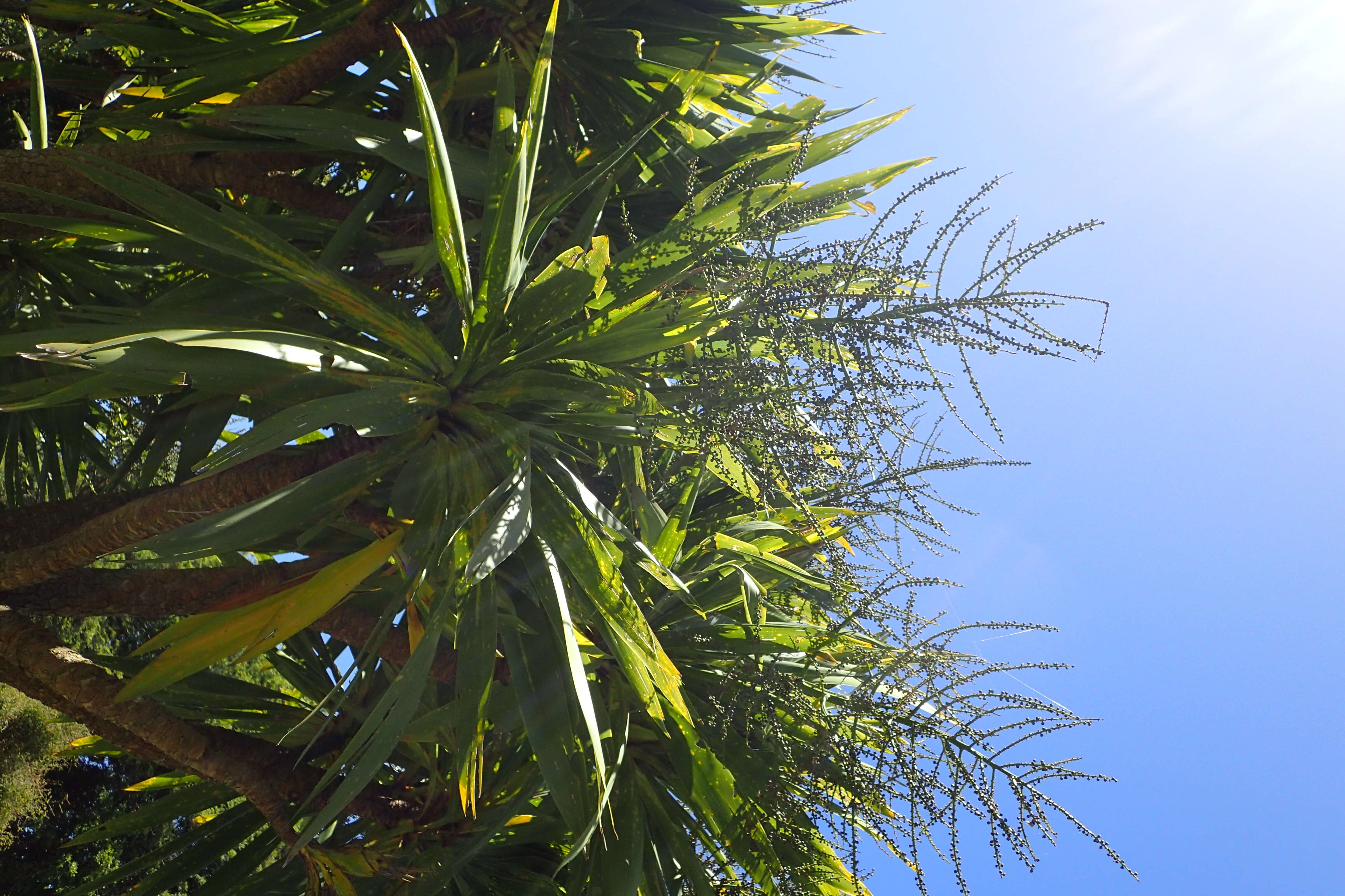 Image of Cordyline obtecta (Graham) Baker