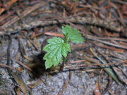 Image of common hop