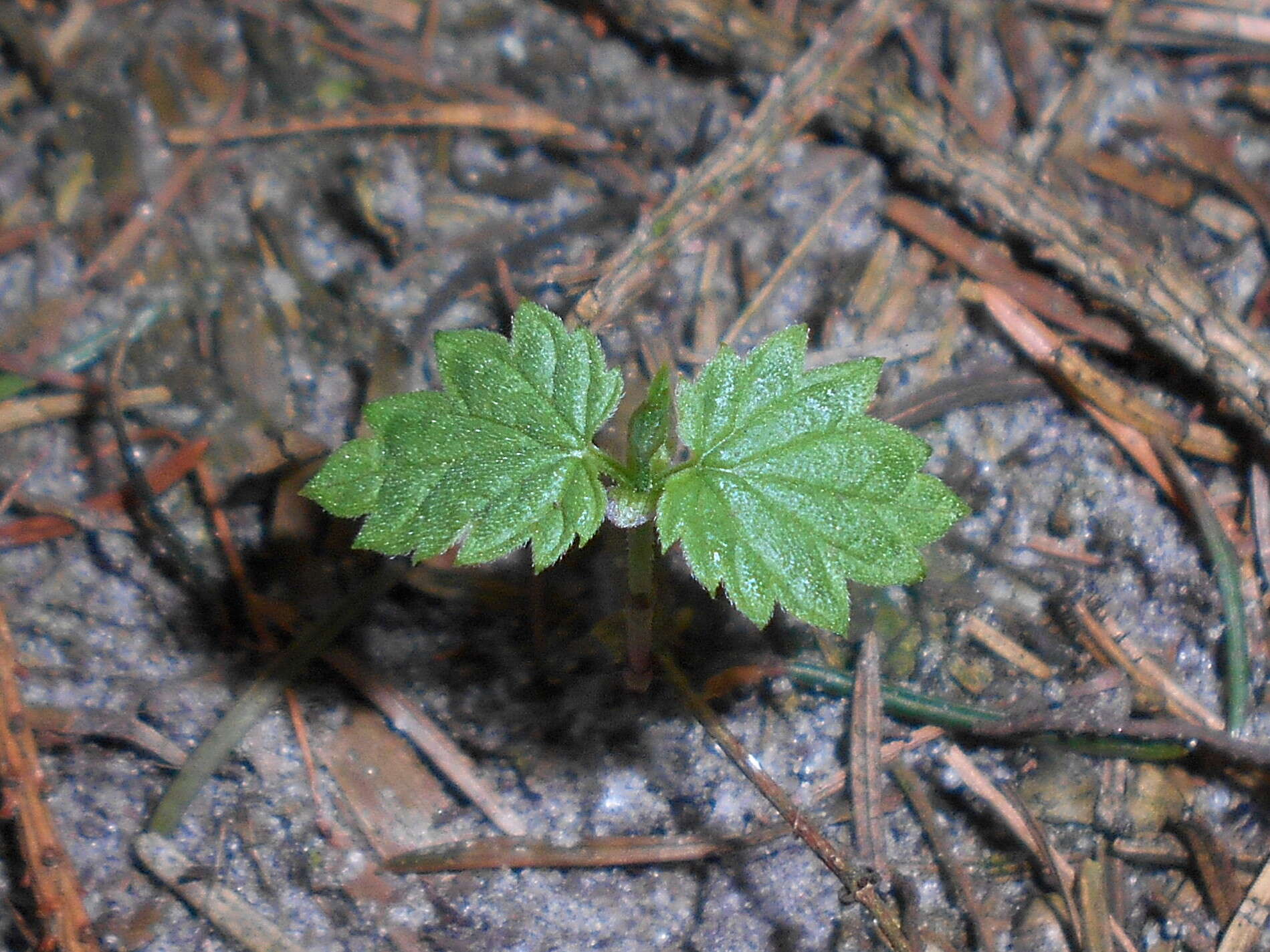 Image of common hop