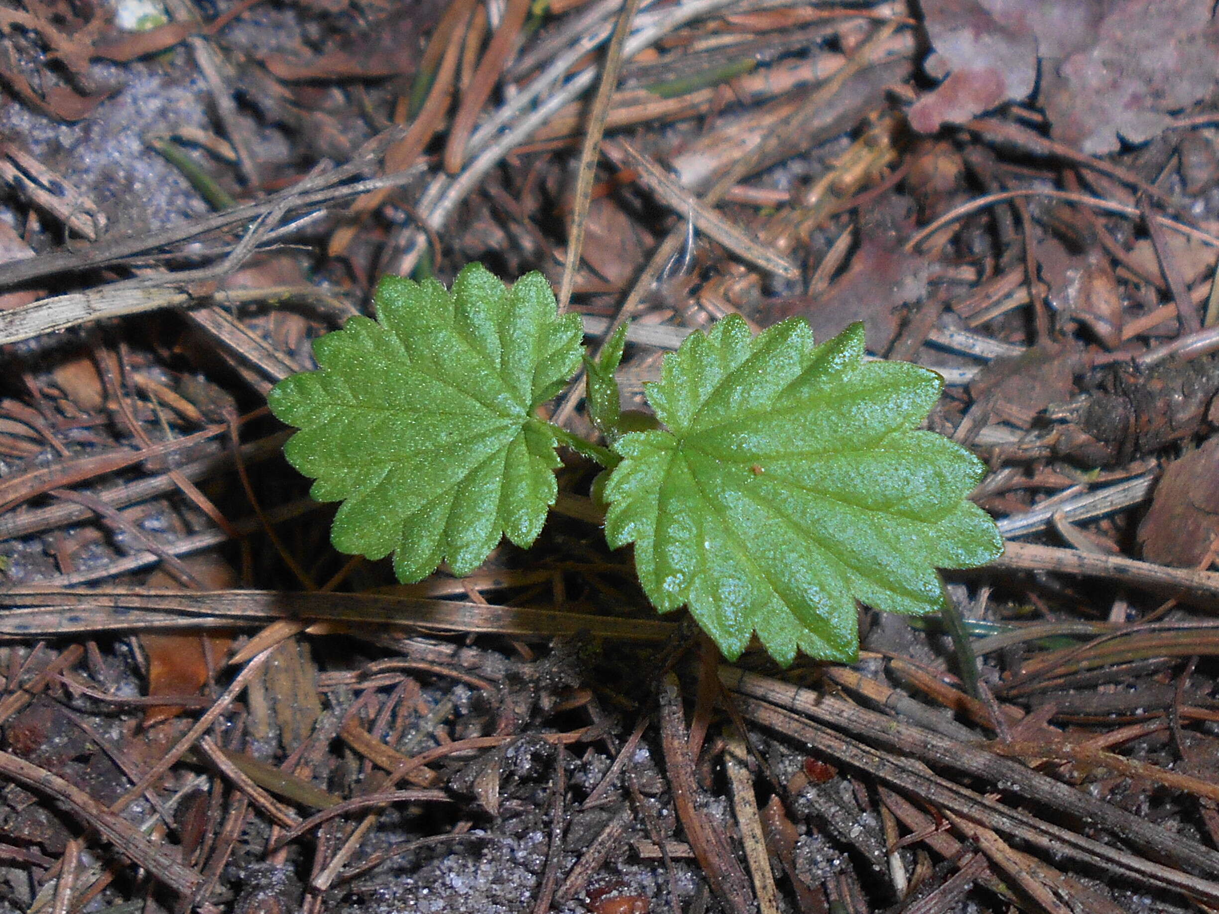 Image of common hop