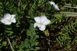 Imagem de Linum monogynum Forst. fil.