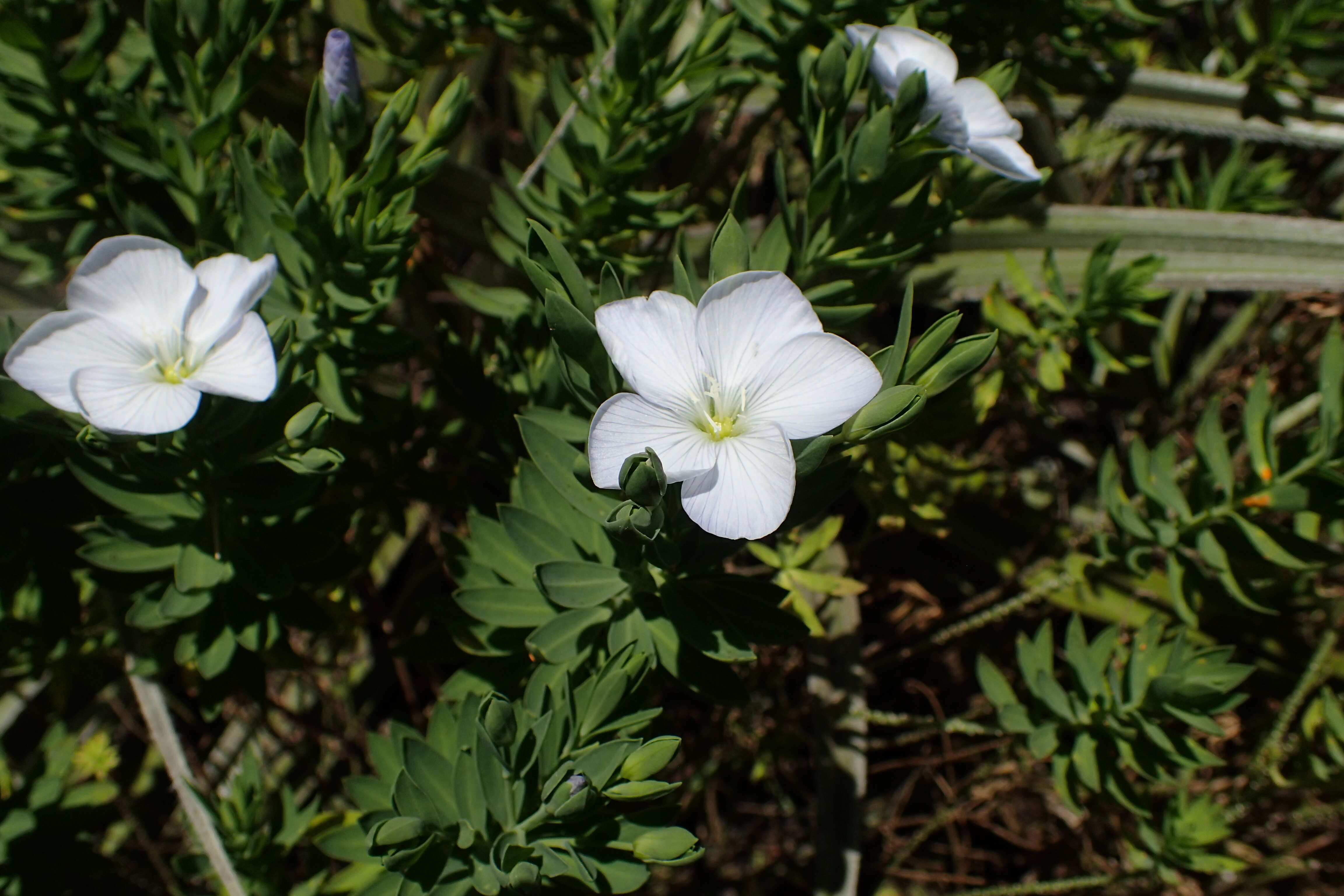 Image of Linum monogynum Forst. fil.