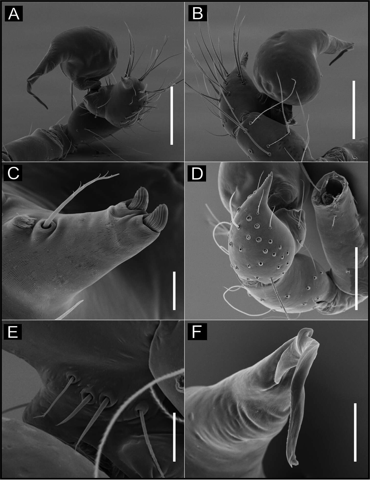 Image de Ochyrocera laracna Brescovit, Cizauskas & Mota 2018