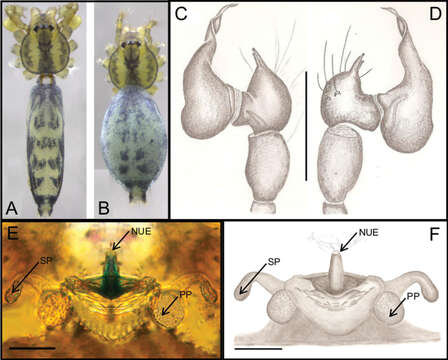 Image of Ochyrocera laracna Brescovit, Cizauskas & Mota 2018