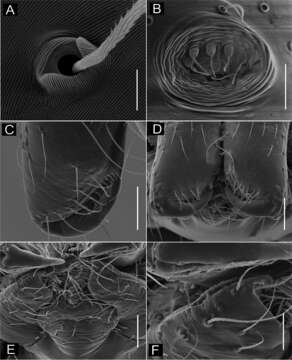 Image of Ochyrocera laracna Brescovit, Cizauskas & Mota 2018