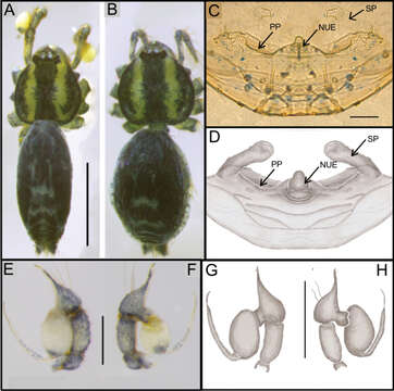 Ochyrocera ungoliant Brescovit, Cizauskas & Mota 2018 resmi