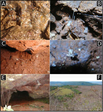 Ochyrocera resmi