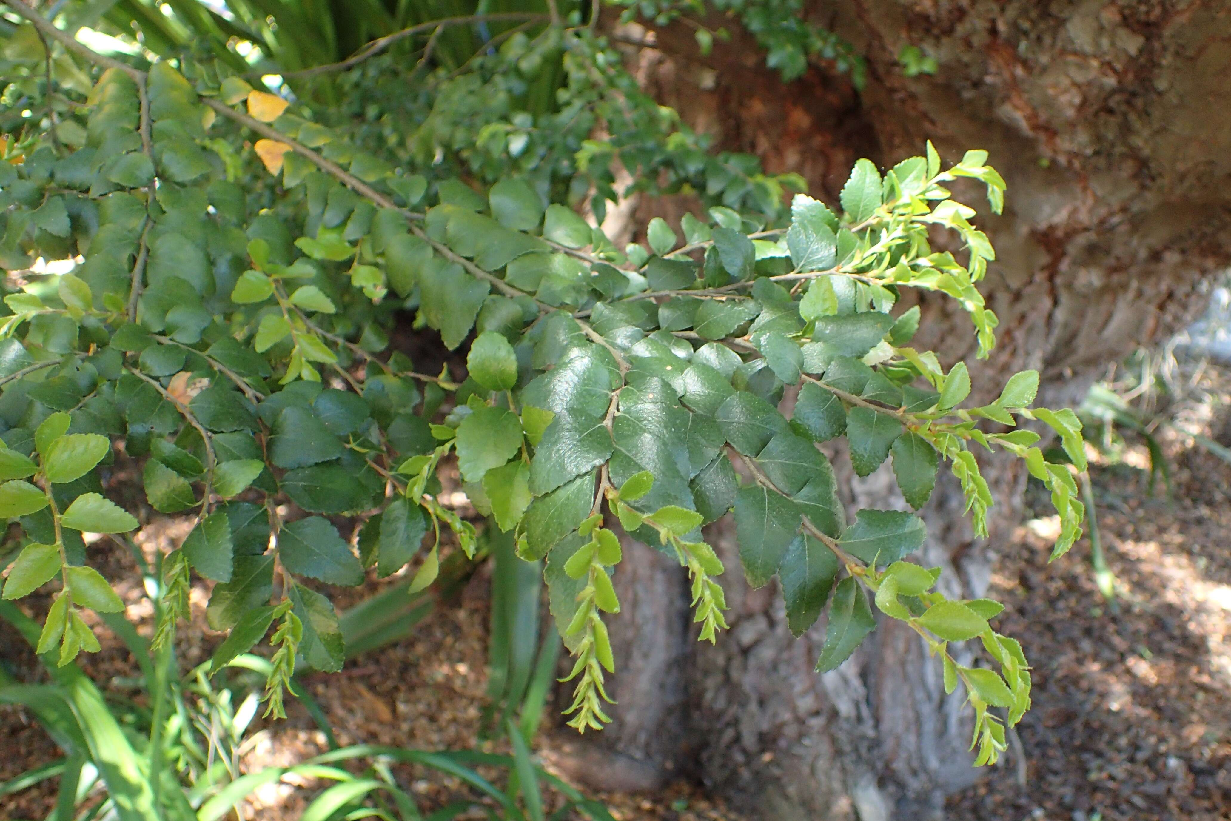 Plancia ëd Nothofagus cunninghamii (Hook.) Oerst.