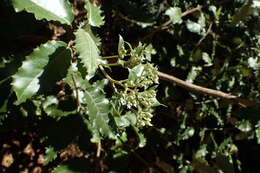 Olearia argophylla (Labill.) F. Müll. resmi