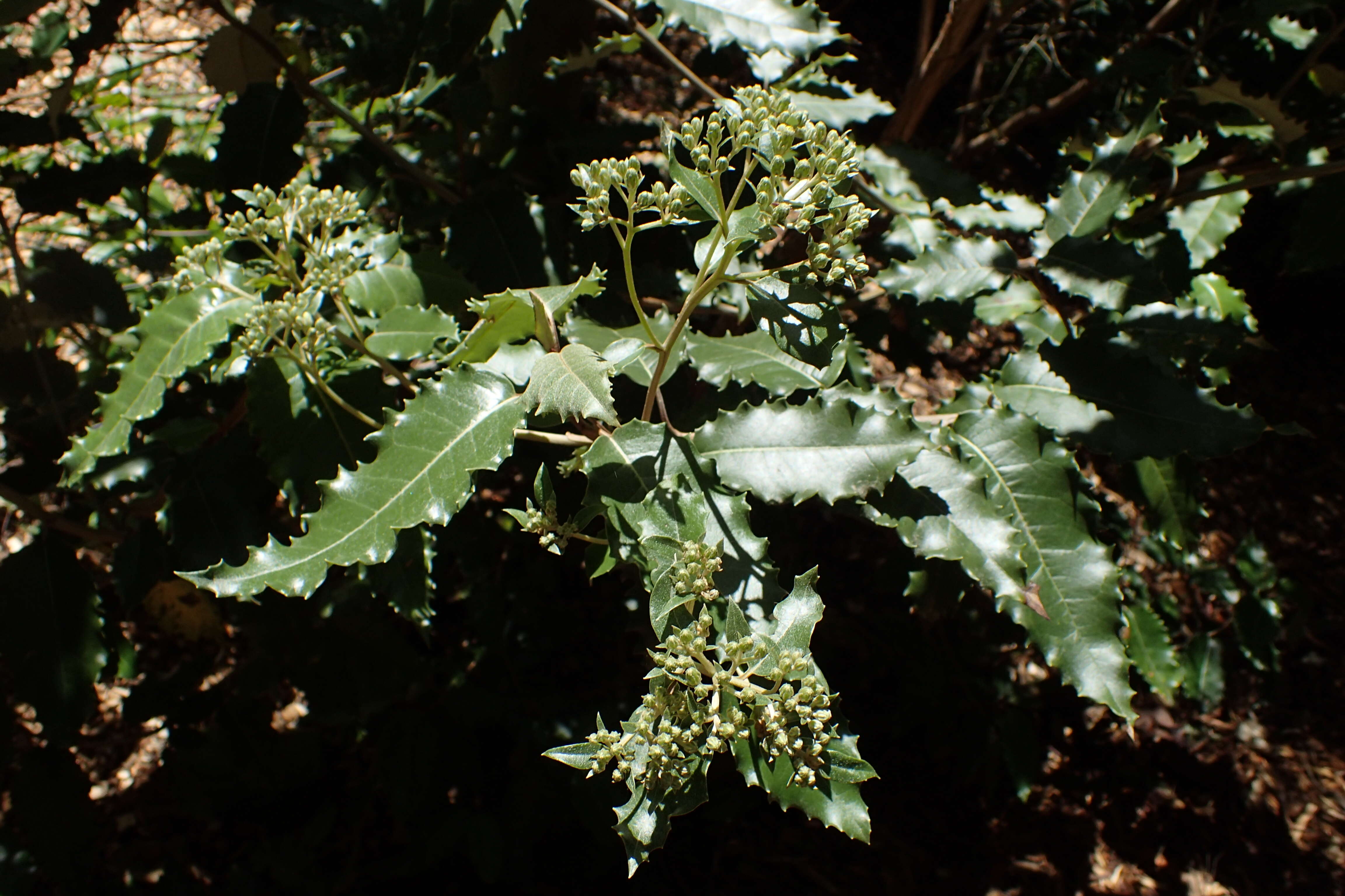 Olearia argophylla (Labill.) F. Müll. resmi