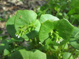 Image of Indian lettuce