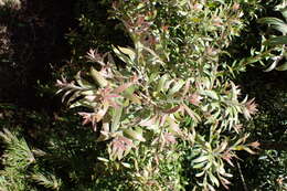 صورة Callistemon paludosus F. Müll.