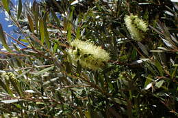 صورة Callistemon paludosus F. Müll.