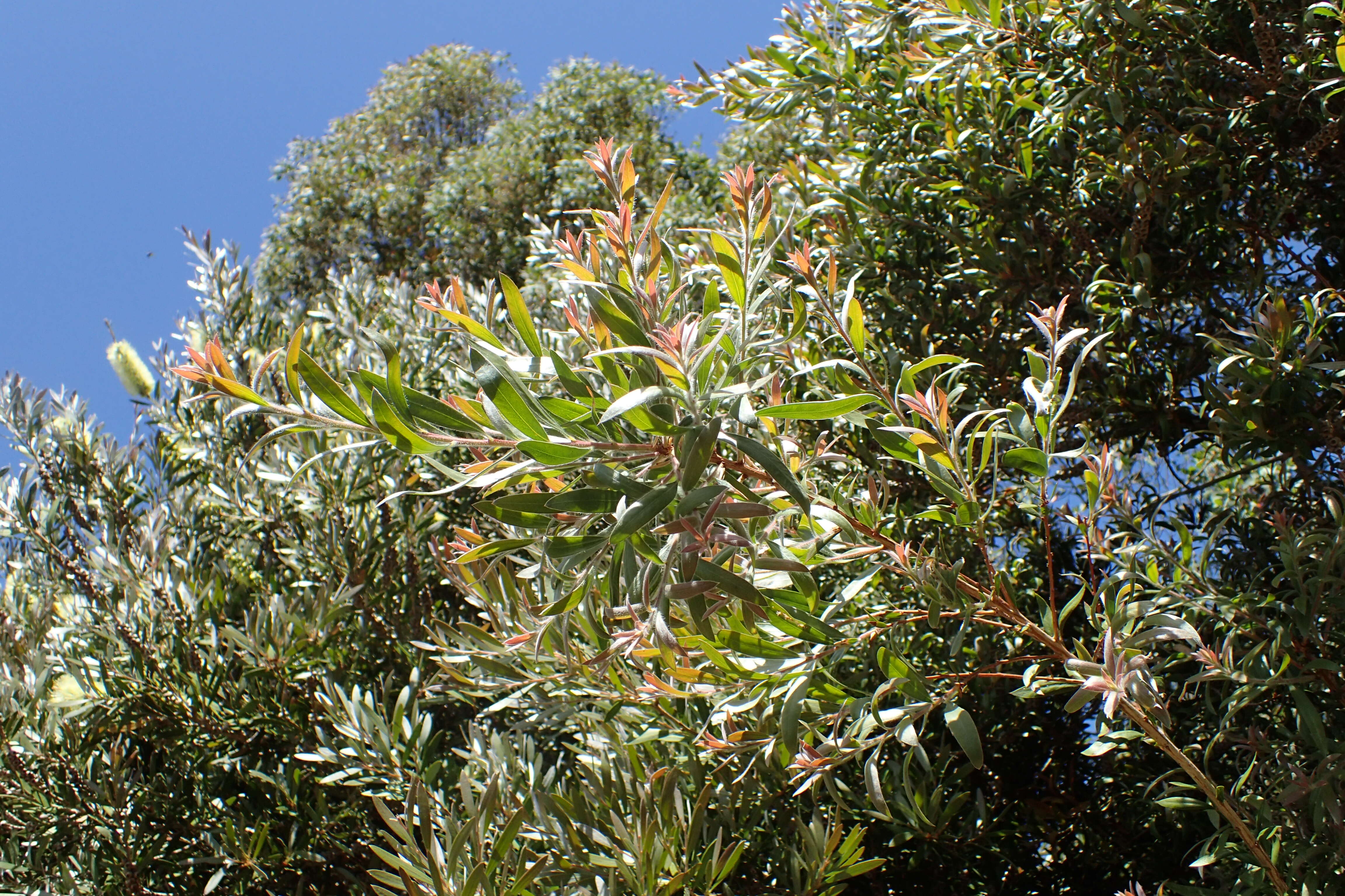 صورة Callistemon paludosus F. Müll.