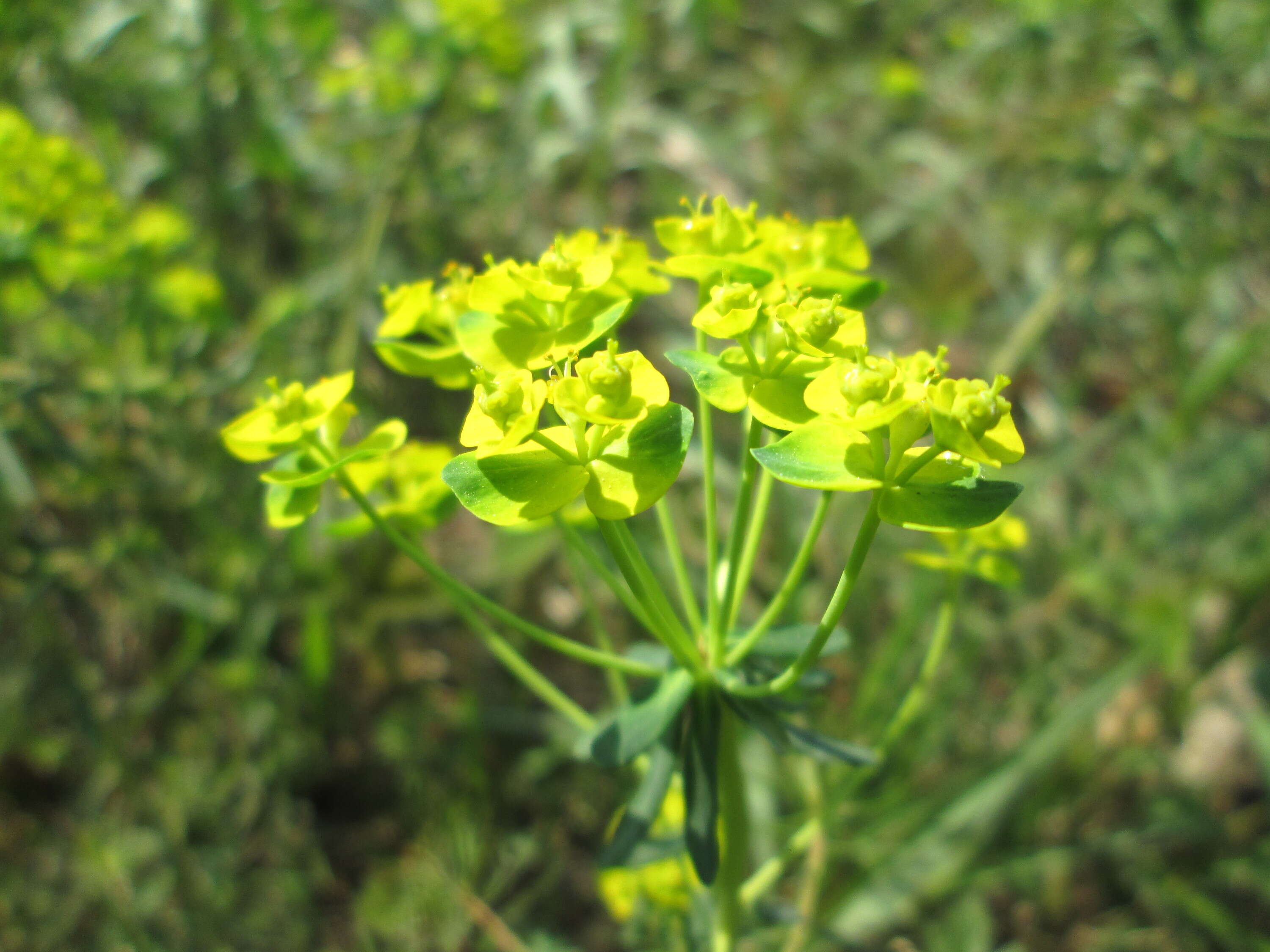 Image of Cypress Spurge