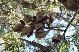 Image of Willow hakea