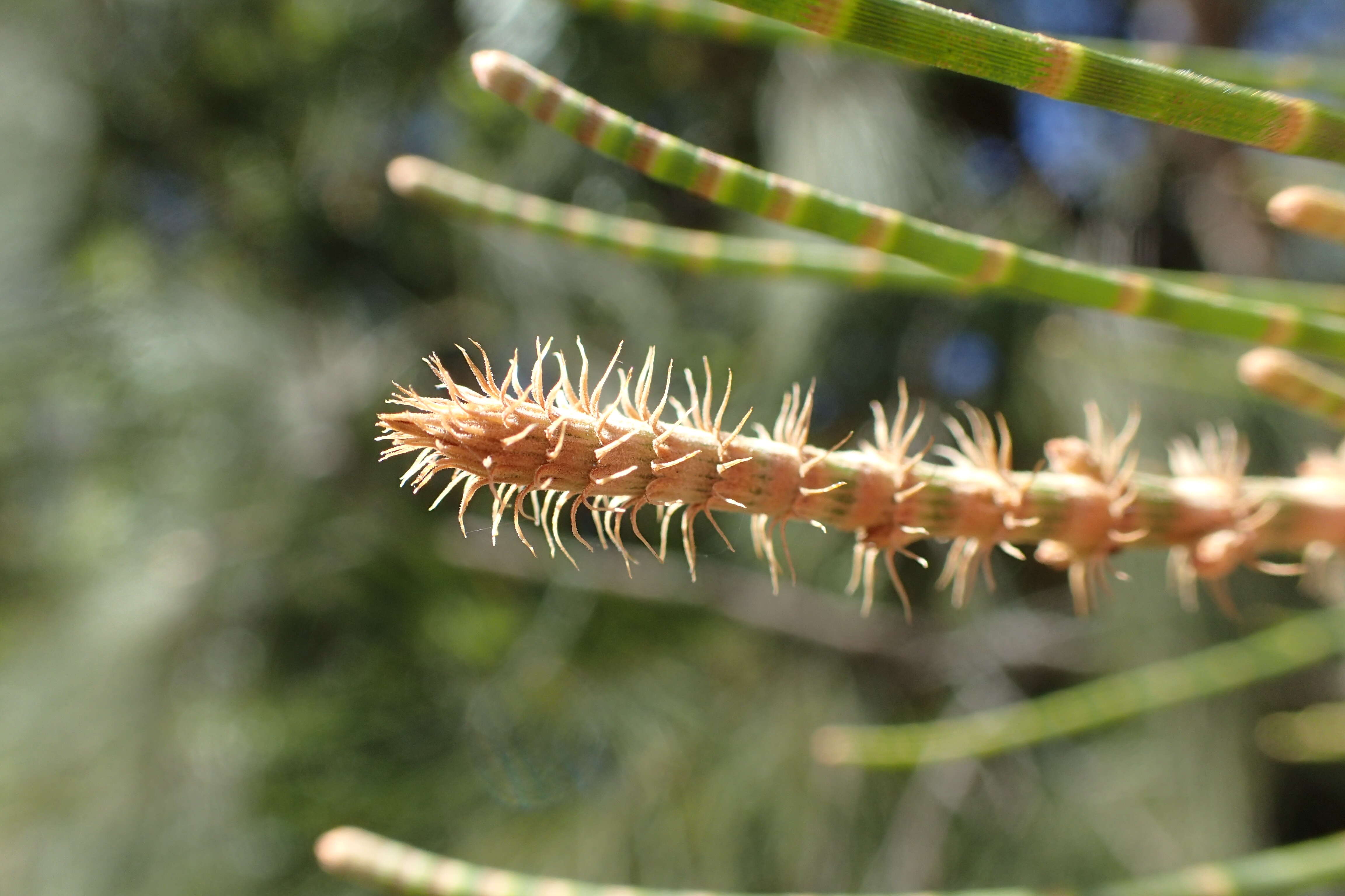 صورة Allocasuarina nana (Sieber ex Spreng.) L. A. S. Johnson