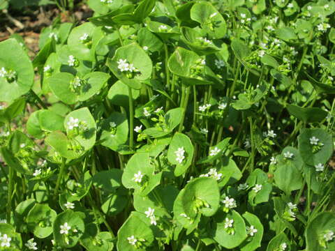 Image of Indian lettuce