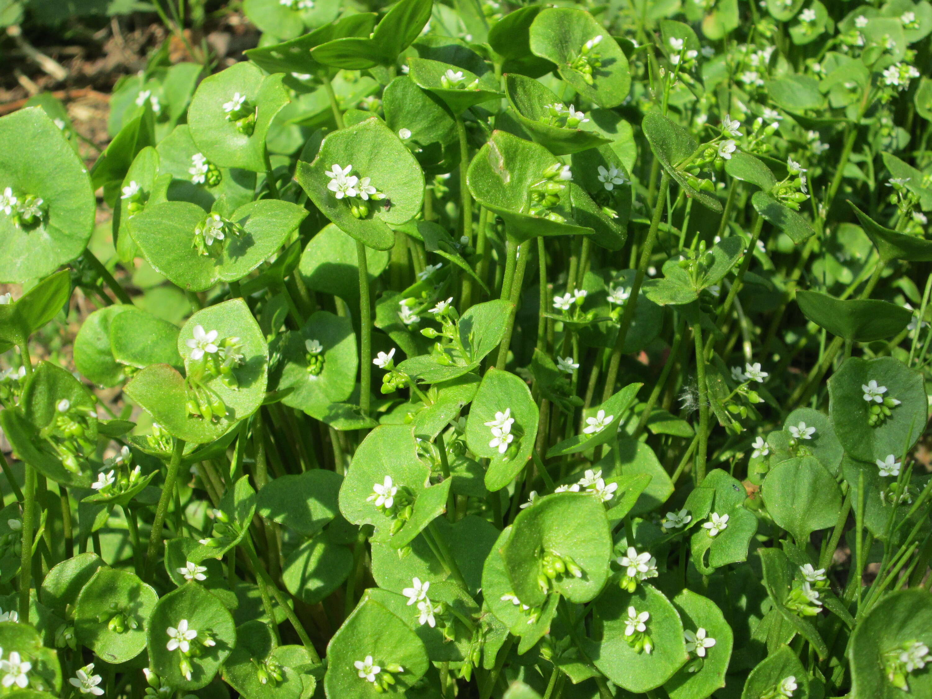 Image of Indian lettuce