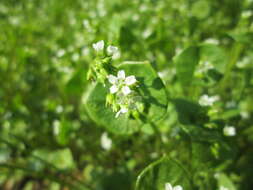 Image of Indian lettuce