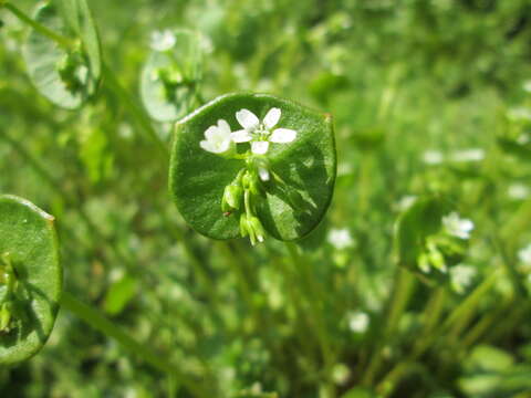 Image of Indian lettuce