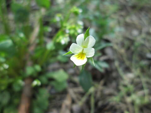 Image of Field Pansy