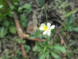 Слика од Viola arvensis Murray