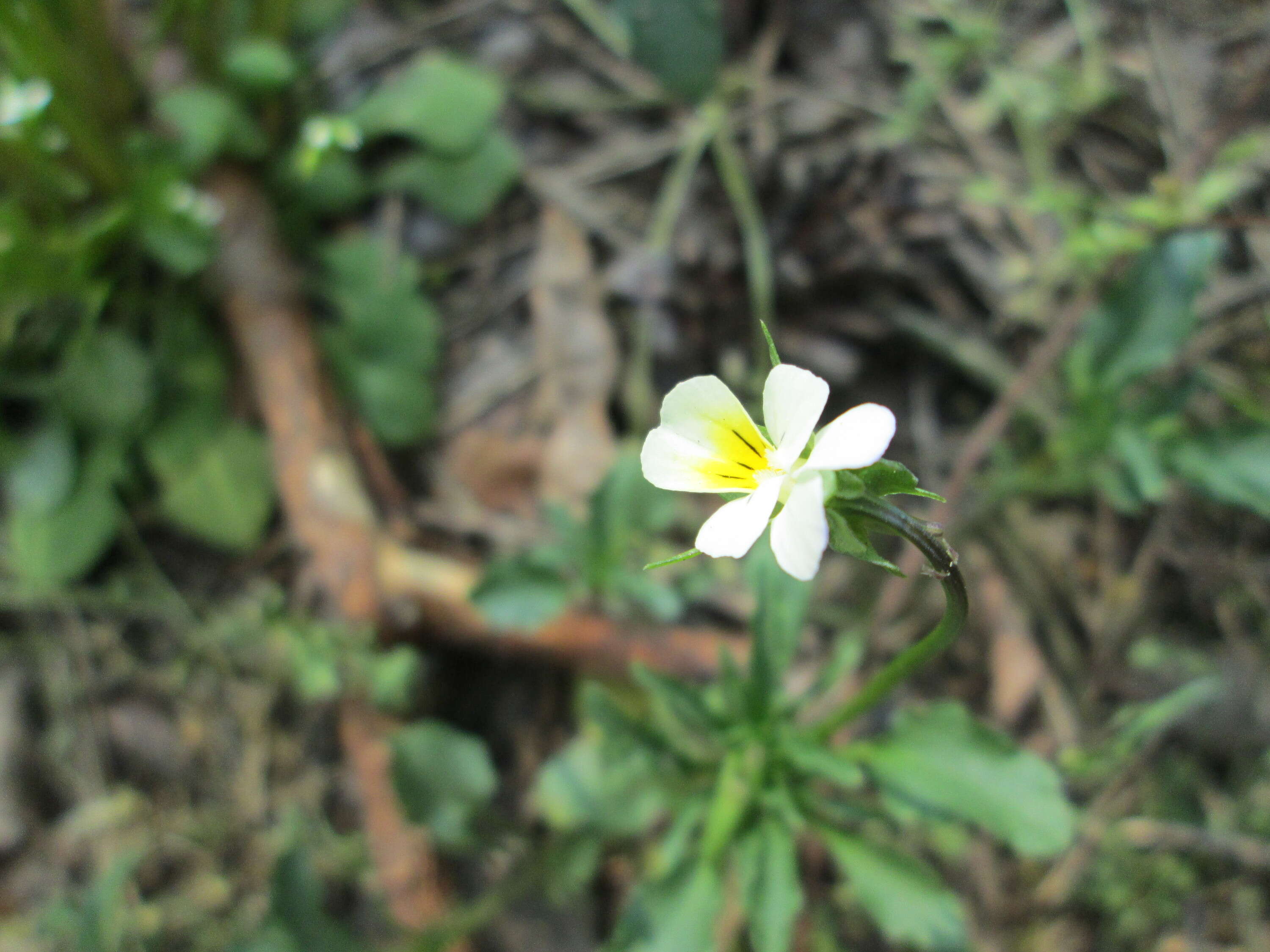 Слика од Viola arvensis Murray