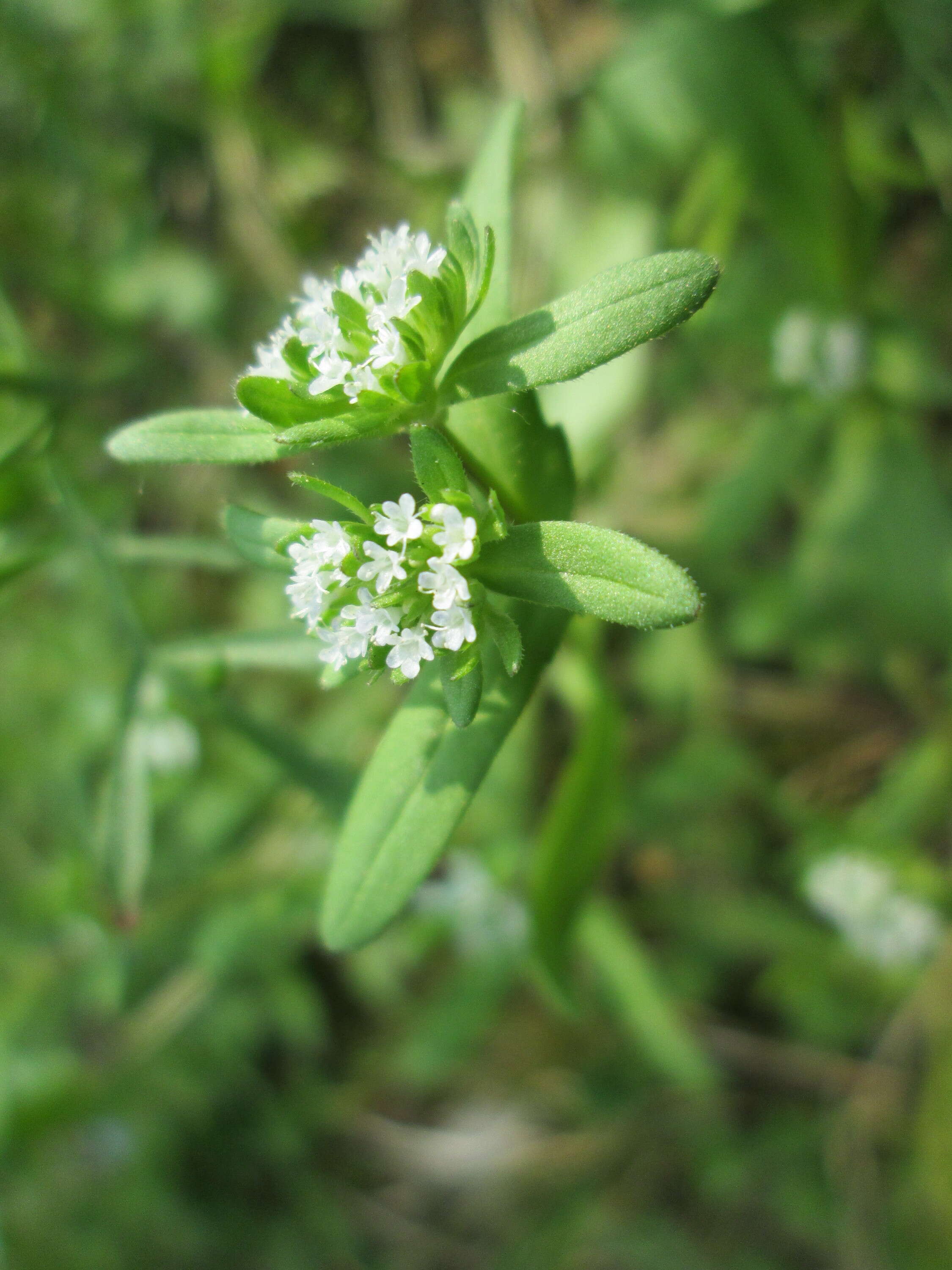 Image of Lewiston cornsalad