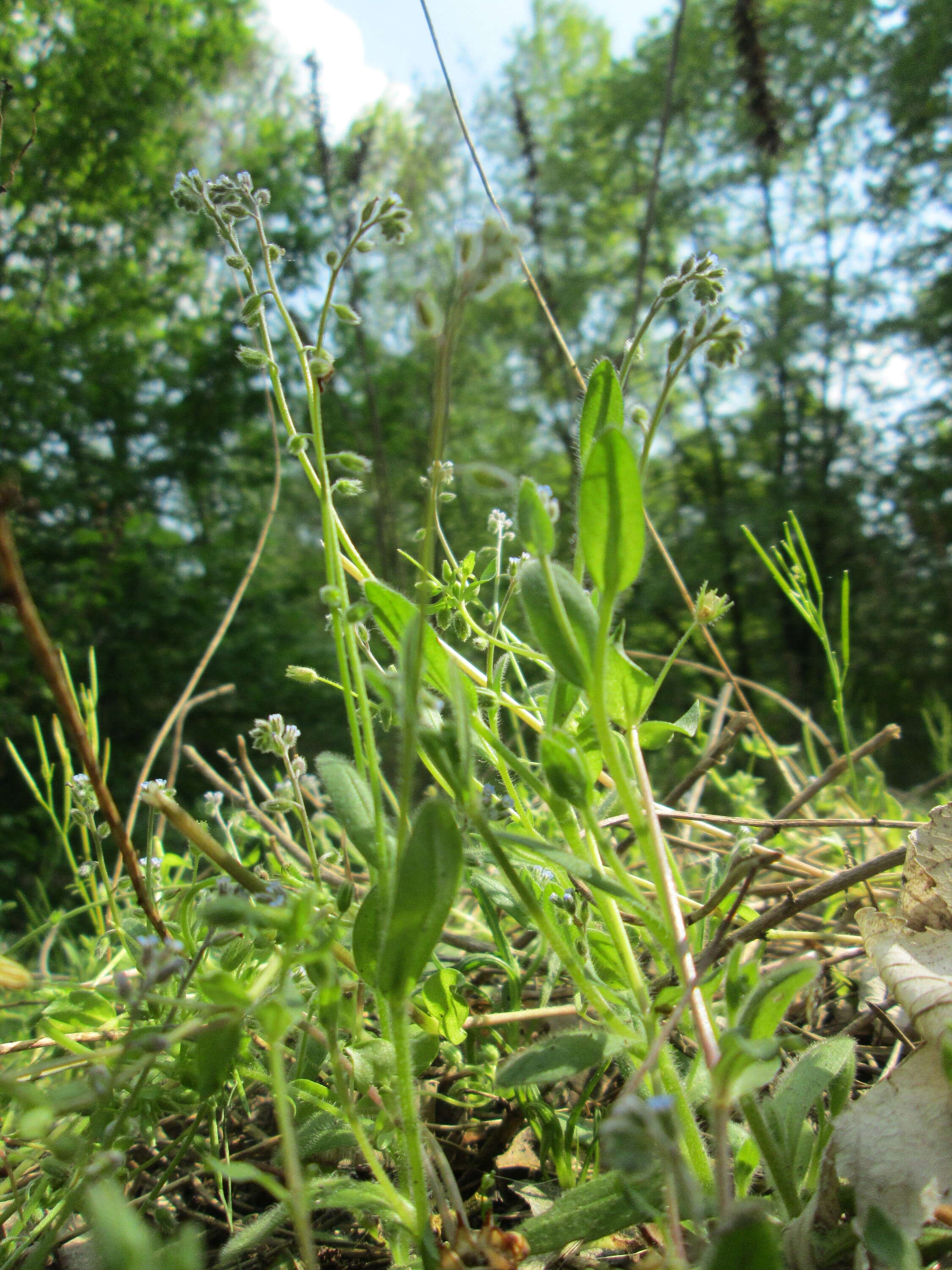 Image of field forget-me-not