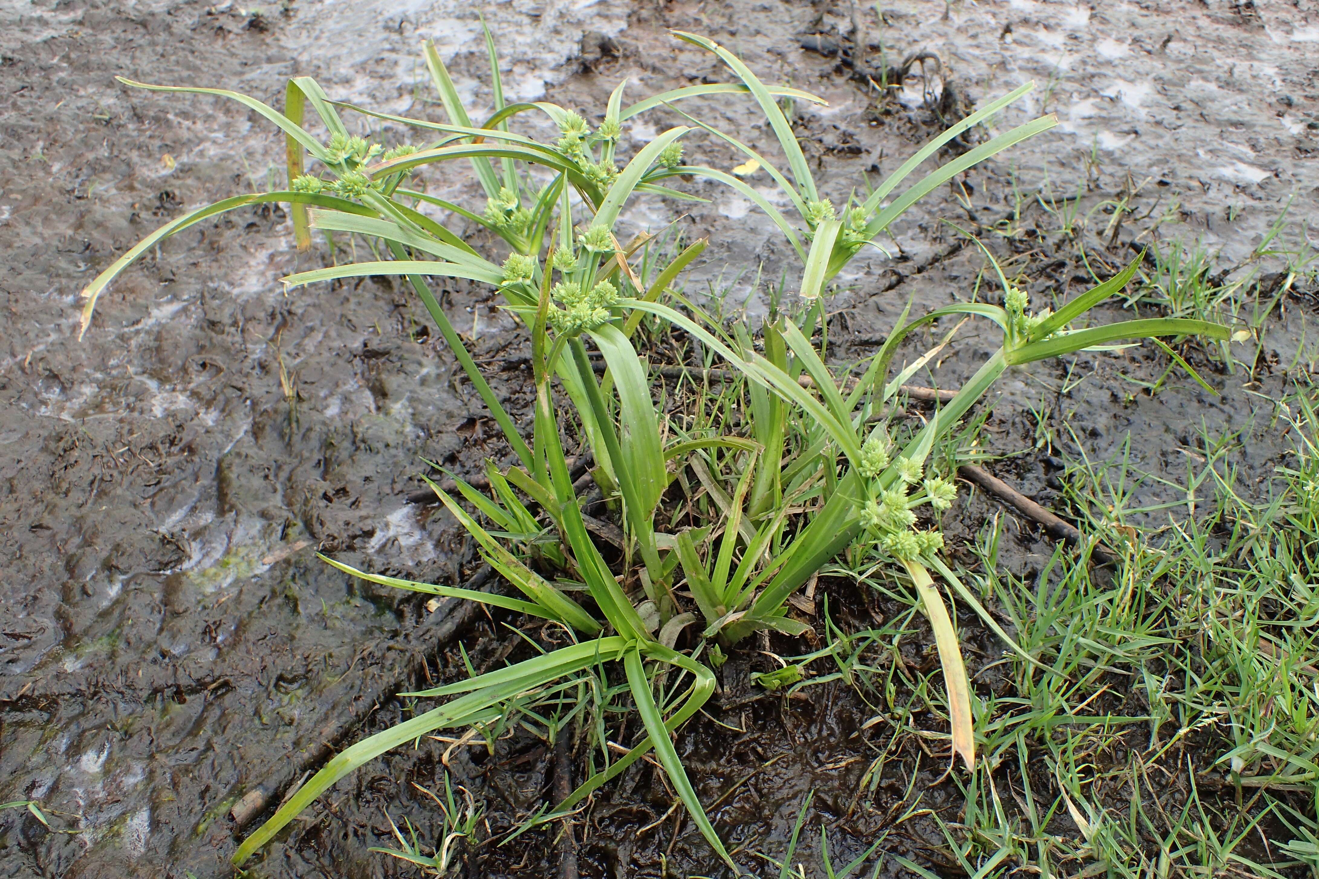 Слика од Cyperus eragrostis Lam.