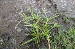 Слика од Cyperus eragrostis Lam.