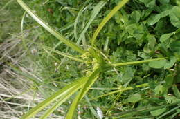 Image of Tall flatsedge