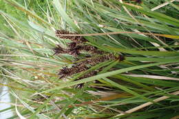 Imagem de Cyperus ustulatus A. Rich.