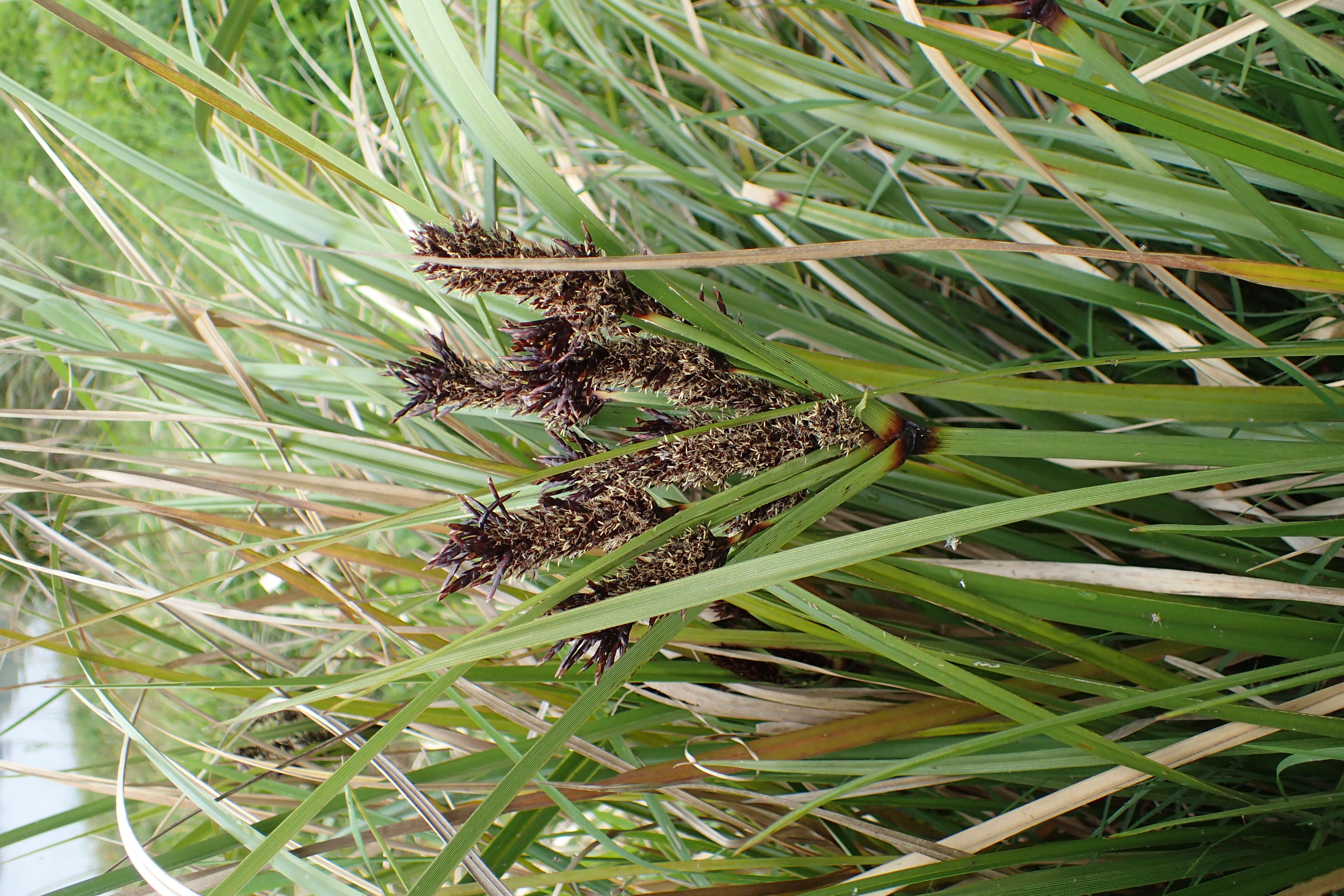 Image of Cyperus ustulatus A. Rich.