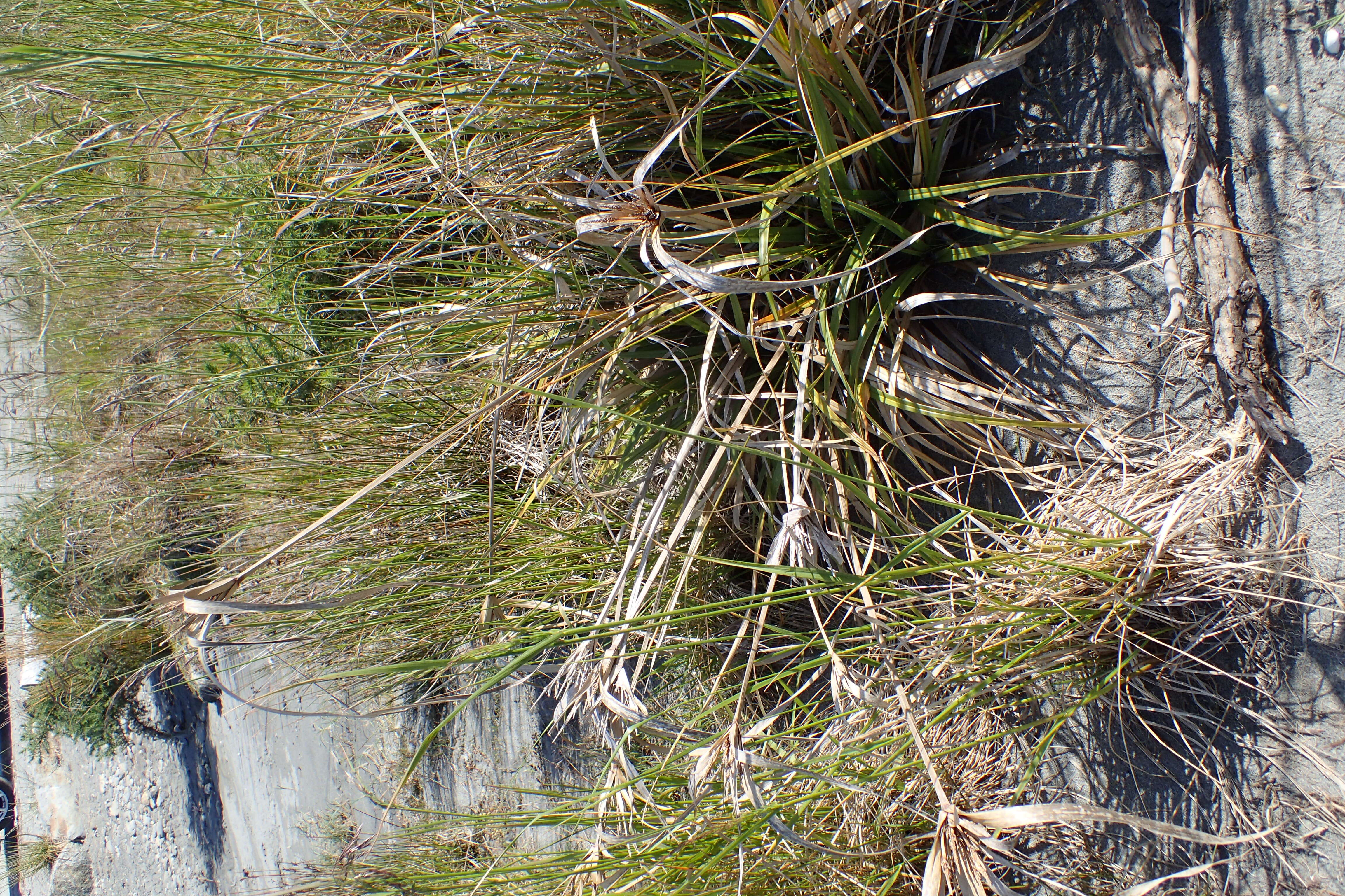 Image of Cyperus ustulatus A. Rich.