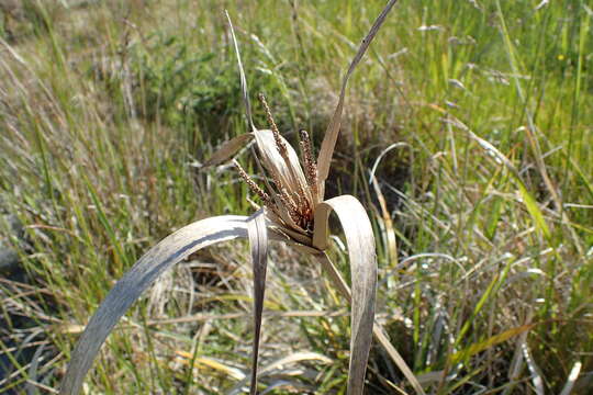 Image of Cyperus ustulatus A. Rich.