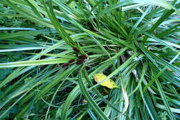 Image of Cyperus ustulatus A. Rich.