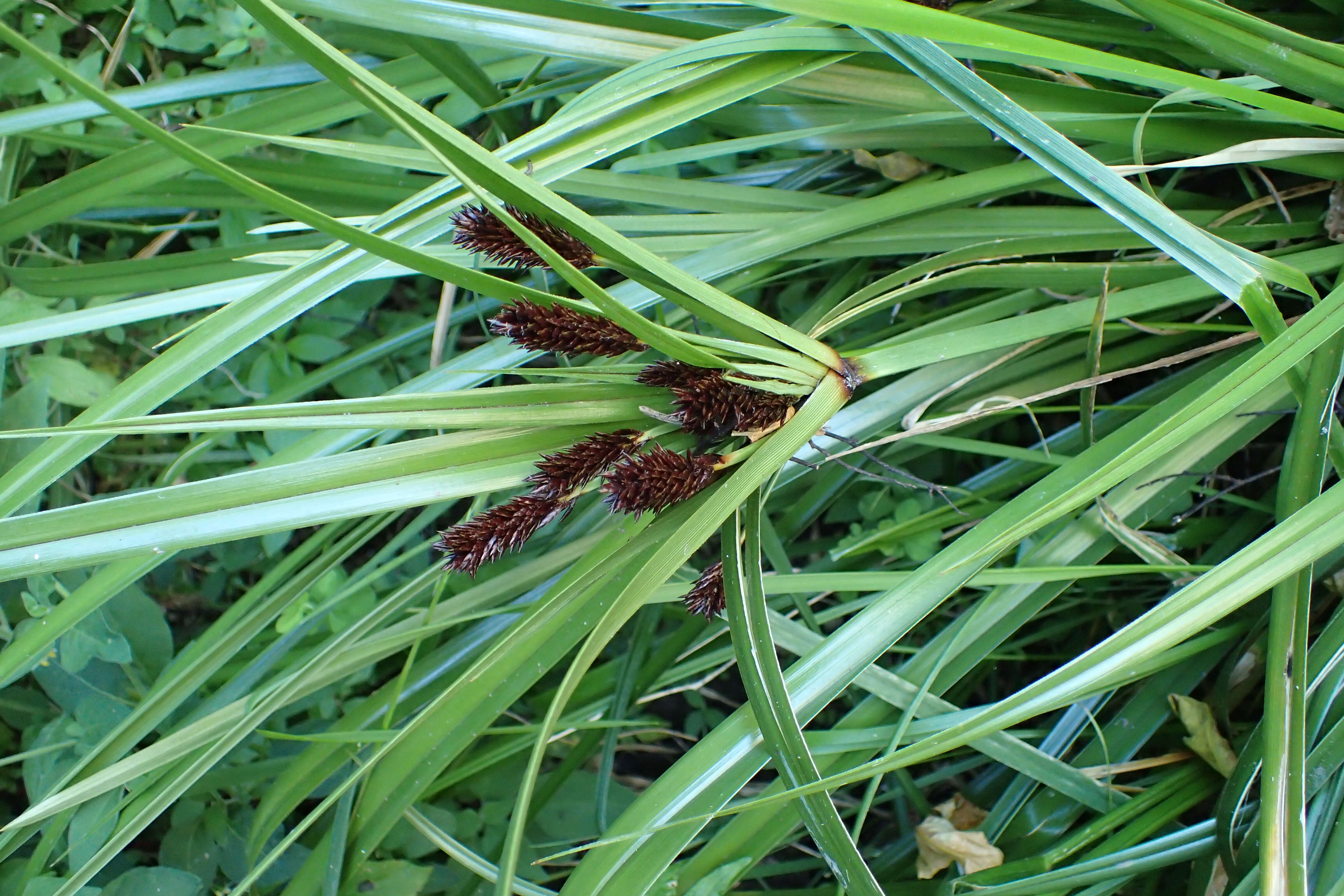 Image of Cyperus ustulatus A. Rich.