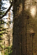 Image of Siberian Fir