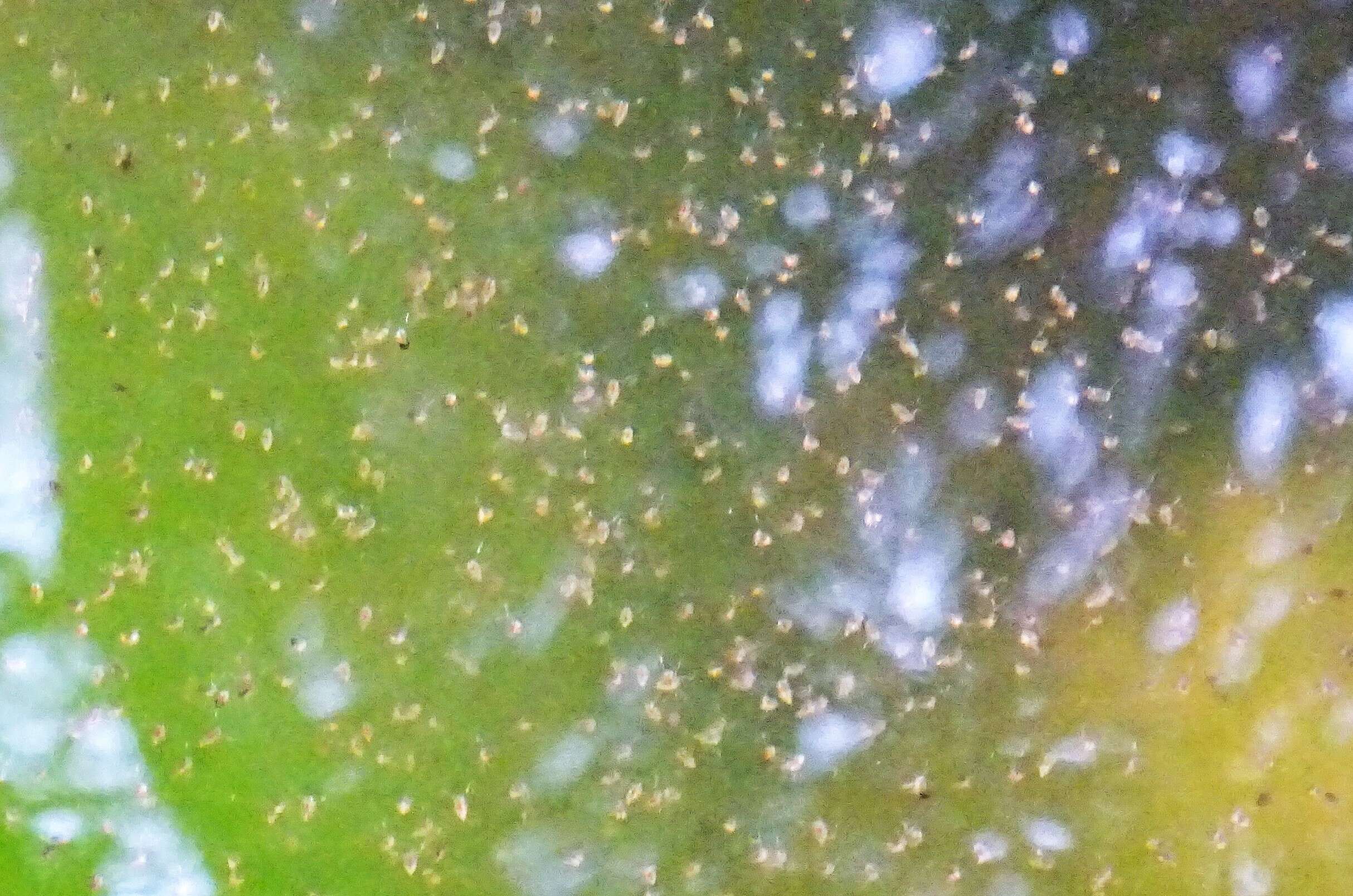 Image of common water flea