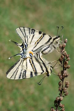 Image of Iphiclides