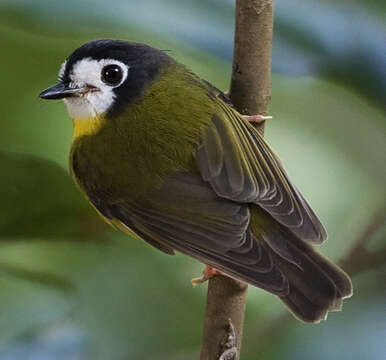 Image of White-faced Robin