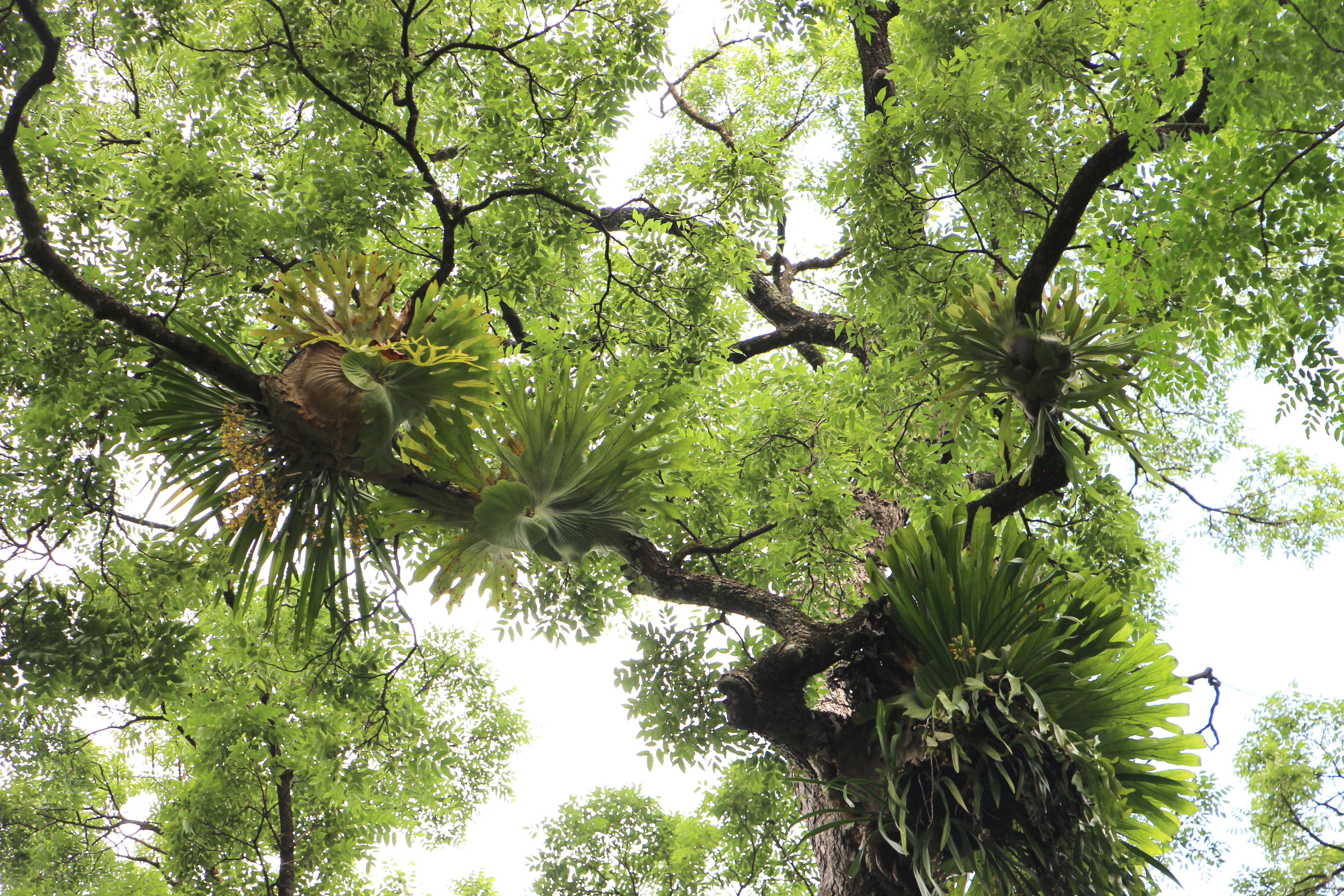 Image of staghorn fern